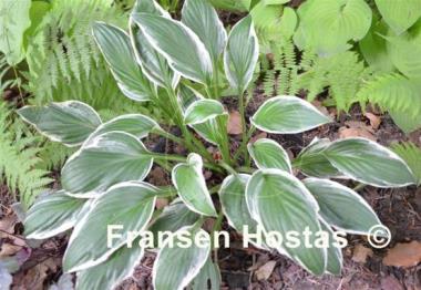 Hosta See Saw