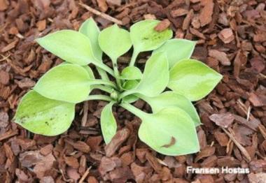 Hosta Seneca