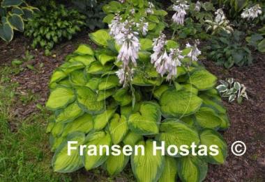 Hosta September Sun