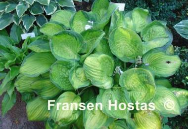 Hosta September Sun