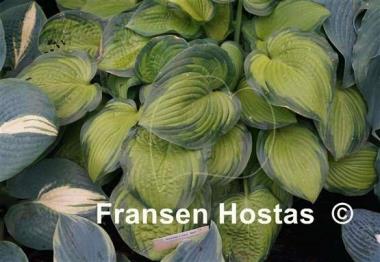 Hosta September Sun