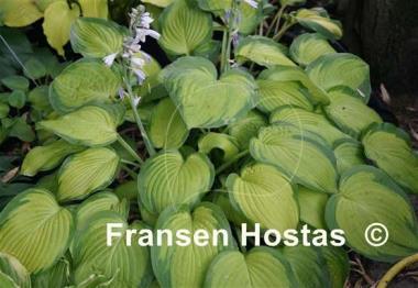 Hosta September Sun
