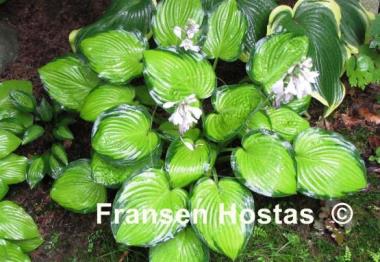 Hosta September Sun