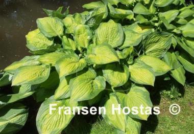 Hosta September Sun