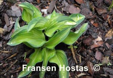 Hosta Serendipity Singer