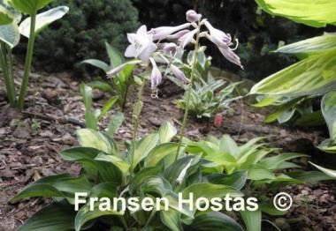 Hosta Serendipity Singer