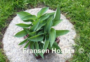 Hosta Serendipity Singer