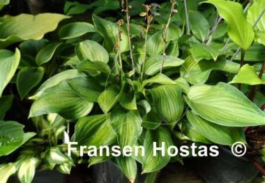 Hosta Serendipity Singer