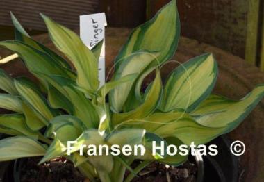 Hosta Serendipity Singer