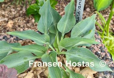 Hosta Serendipity