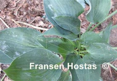 Hosta Serendipity