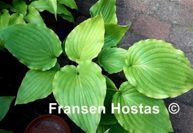 Hosta Setsurei