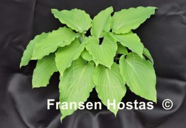 Hosta Setsurei