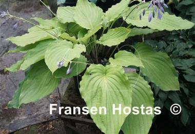 Hosta Setsurei