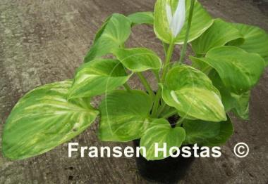 Hosta Seventh Heaven