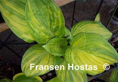 Hosta Seventh Heaven