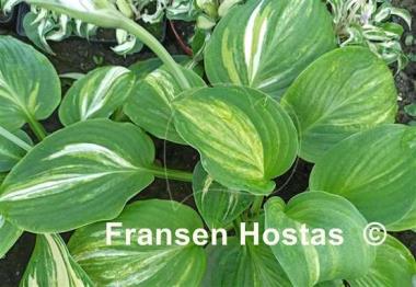 Hosta Seventh Heaven 
