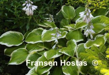 Hosta Shade Fanfare