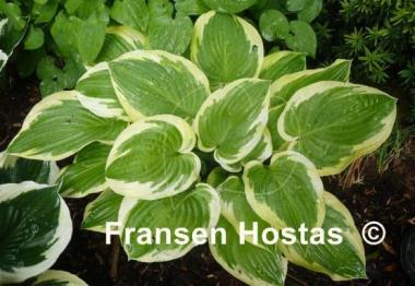 Hosta Shade Fanfare
