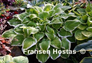 Hosta Shade Fanfare