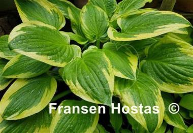 Hosta Shade Fanfare