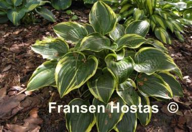 Hosta Shade Finale