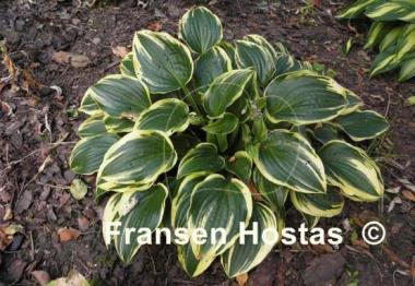 Hosta Shade Finale