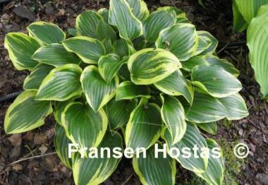 Hosta Shade Finale