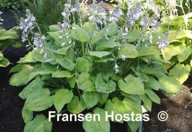 Hosta Shade Master