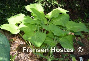 Hosta Shade Master