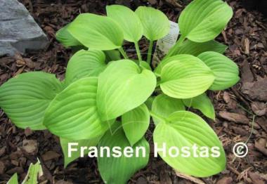 Hosta Shade Master