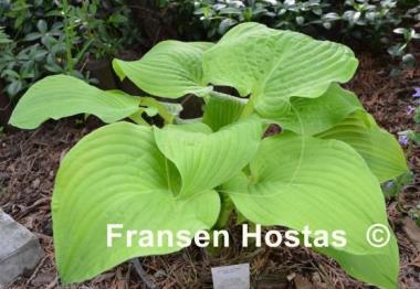 Hosta Shade Master