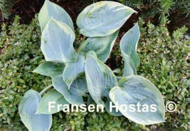 Hosta Shadow Seeker