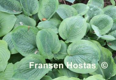 Hosta Shadow Waltz