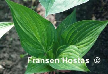 Hosta Shamash