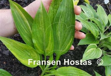 Hosta Shamash