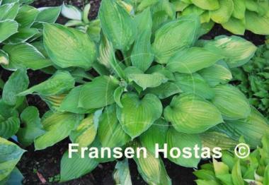 Hosta Sharmon