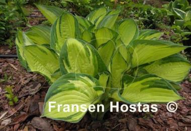 Hosta Sharmon