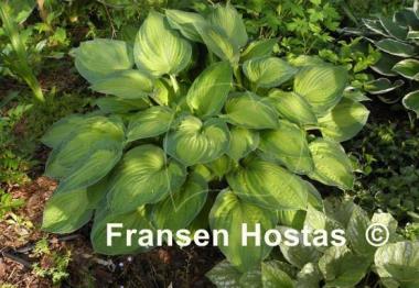 Hosta Sharmon