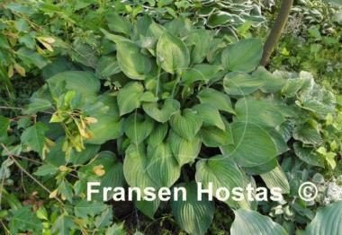 Hosta Sharmon