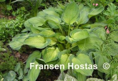 Hosta Sharmon