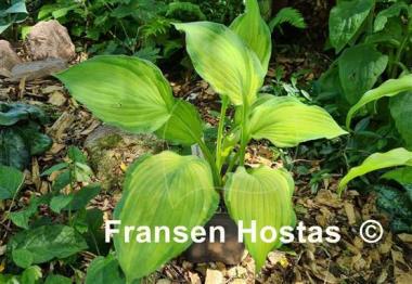 Hosta Sharmon