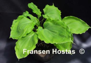 Hosta Sharon Stone