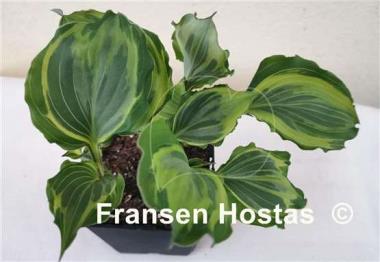 Hosta Sharon Stone