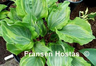 Hosta Sharon Stone