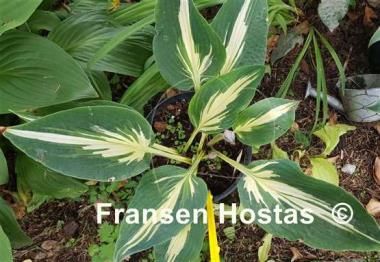 Hosta Sharp Dressed Man