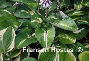 Hosta Sharp Dressed Man