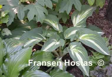 Hosta Sharp Dressed Man