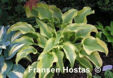 Hosta Shazaam