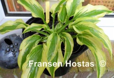 Hosta Shazaam